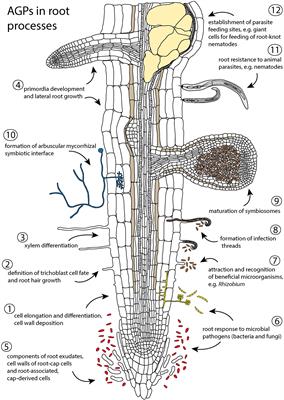 Arabinogalactan Proteins in Plant Roots – An Update on Possible Functions